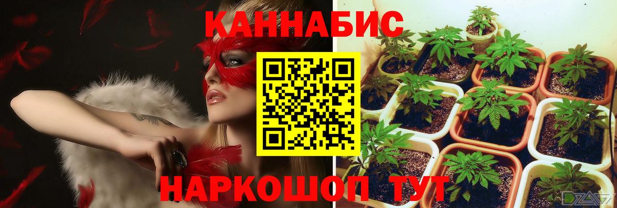Чернушка  Шишки марихуана THC 21%  Вход с VPN  Канабис Amnesia 